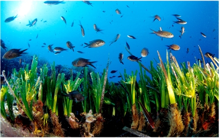Biodiversità. Dall'Enpa dieci regole per salvare il mare