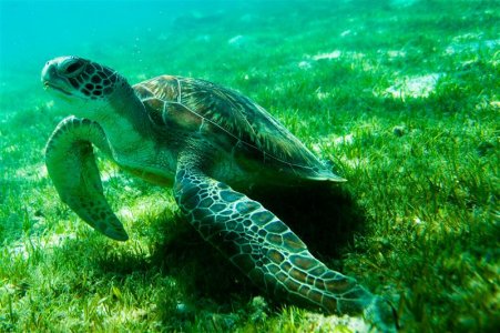 Oceani vicini al collasso: le azioni per salvarli