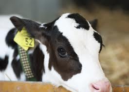 Create mucche OGM per produrre latte “più salutare”