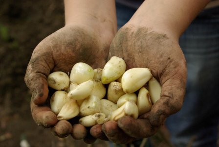 L'orto dei campesi, un esperimento di integrazione e biocultura agricola