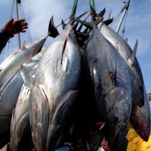 Sterminare i tonni per salvare le tartarughe, paradossi del nostro tempo