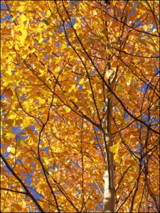 Gli alberi stanno morendo. Cosa possiamo fare?