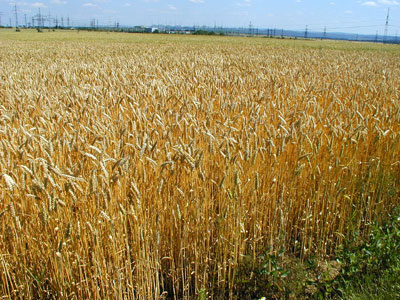 L'Italia è in deficit di suolo agricolo