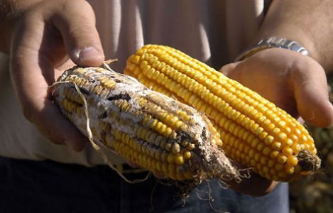 “OGM tossici e cancerogeni”: uno studio francese lancia l’allarme