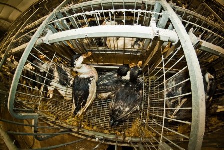 Foie Gras. Cosa c'è dietro la produzione del 'prelibato' paté