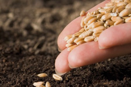Liberare le sementi, l'appello da Terra Madre 2012