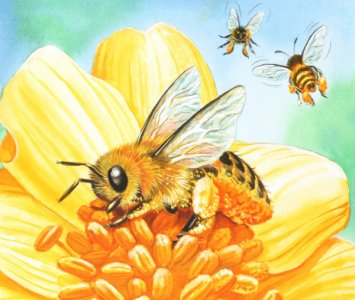 L'Unione Europea riconosce il valore delle api