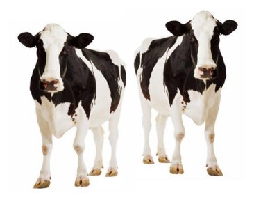 Inghilterra: latte e carne clonati potrebbero finire a tavola