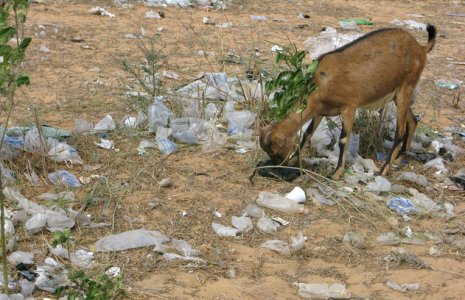 La Mauritania mette al bando i sacchetti plastica