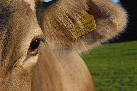 L'Unione Europea riabilita le farine animali negli allevamenti