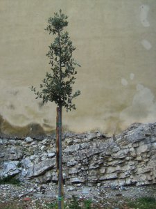 A Papigno si piantano alberi e le pesche tornano a casa