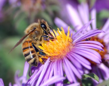 Api: nessun divieto per i pesticidi killer