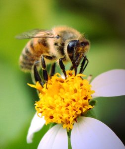 Api, Ue mette al bando i pesticidi killer. Ma la strada è ancora lunga