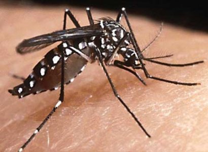 Zanzara tigre, come difendersi in modo sostenibile?