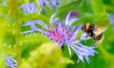 Biodiversità a rischio: “distrutto il 60% degli ecosistemi”