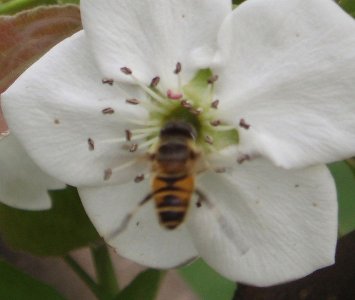 Pesticidi killer: stretta dell'Ue per proteggere le api