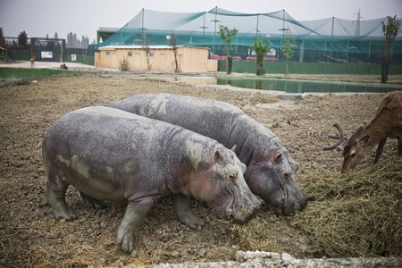 Zoo Safari di Ravenna: un business mascherato da polo didattico