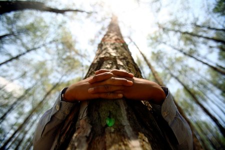 Abbracciare gli alberi fa bene, la scienza conferma