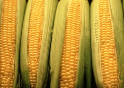 Divieto di coltivazione OGM, “finalmente il Governo interviene”