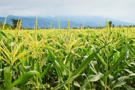 Agricoltura: l'Ue vuole soddisfare le multinazionali