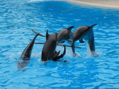Rimini, multato il delfinario per maltrattamento degli animali