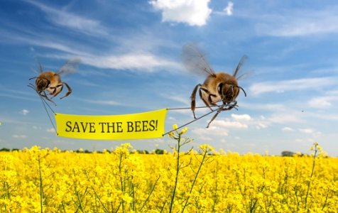 Le api salveranno il pianeta