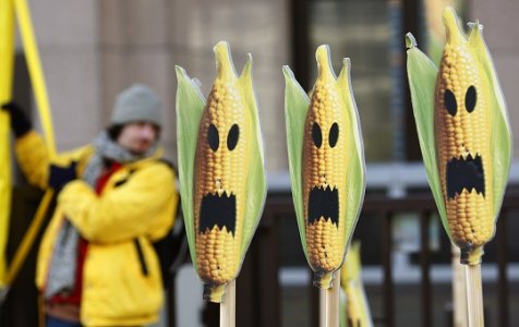 No agli ogm: i centri sociali occupano l’Efsa