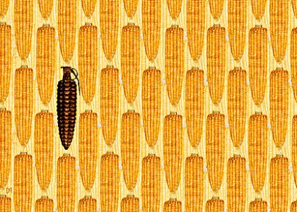 OGM, sulla coesistenza il dibattito è serrato