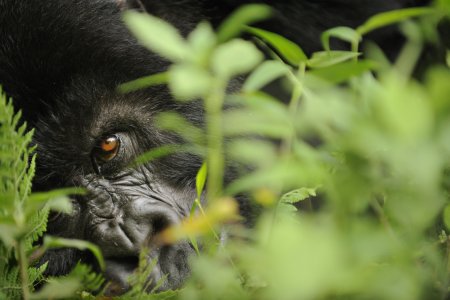 Parchi e petrolio: il film shock “Virunga” arriva in italia