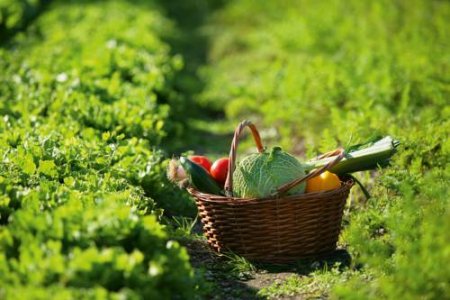 Terra e futuro. L'agricoltura contadina ci salverà