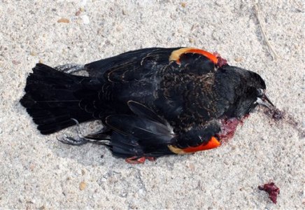 Moria di uccelli e pesci, la sola certezza è il degrado ambientale