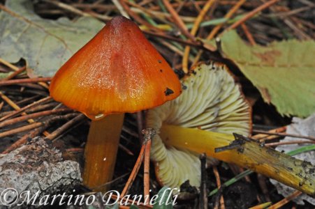 I funghi, essenziali per gli ecosistemi