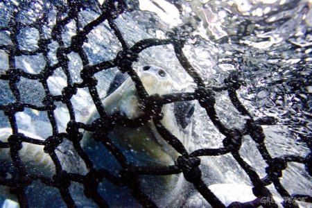 La mattanza che si nasconde dietro la pesca al tonno