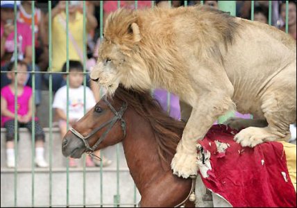 Zoo, in Cina messi al bando gli spettacoli con animali