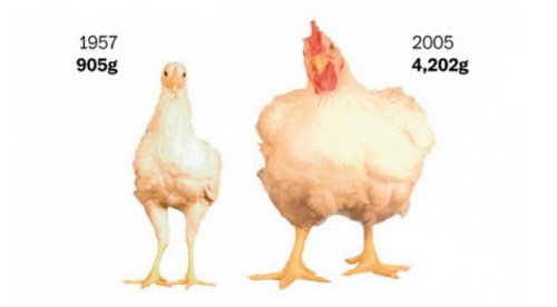 L’ossessione degli Americani per la carne di pollo