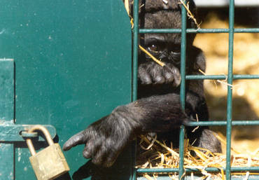 Inchiesta sugli zoo europei: nessun paese è senza colpe