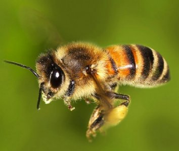 Il nostro futuro nelle mani delle api