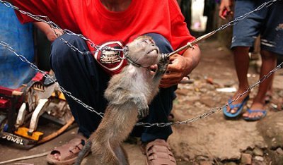 Macachi torturati per intrattenimento, lo svela un'indagine della JAAN