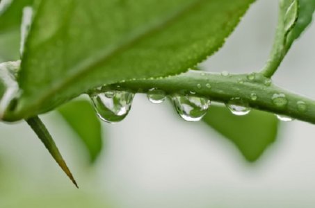 #Allarmenatura: le associazioni in Europa si mobilitano per difendere la biodiversità