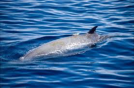 Stop ai sonar militari in zone a rischio per i cetacei