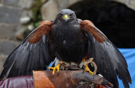 Uccelli rapaci e falconieri: una cattiva convivenza