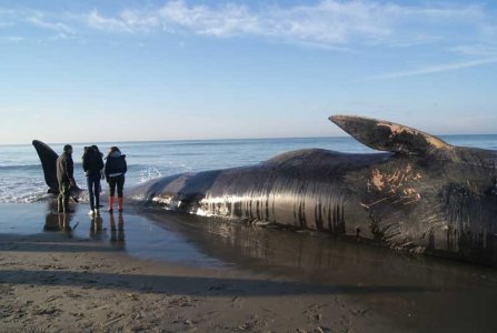 Livorno, è complotto in alto mare. La denuncia di Greenpeace