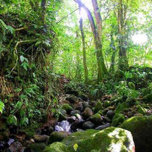 L'Amazzonia si è seccata, il clima è a rischio