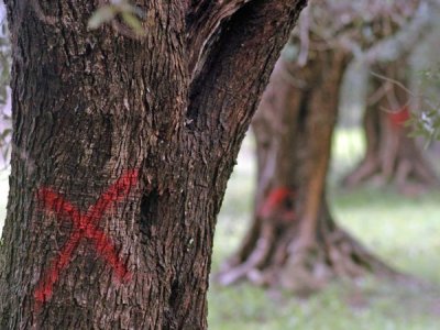 In Salento si consuma la strage degli ulivi. Cosa c'è sotto?