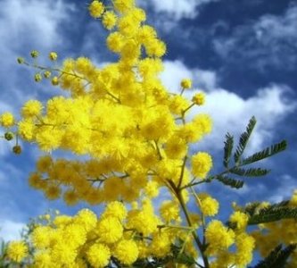 Mimose e plastica, a quando il boicottaggio dell'8 marzo?