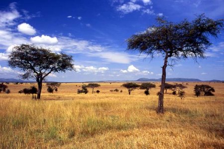 Tanzania: il Serengeti rischia di essere spaccato in due