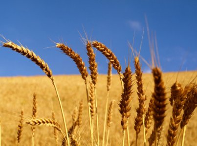 Giappone, Confagricoltura: “effetto terremoto sui prezzi cereali e generi alimentari”