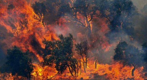 I retroscena della piaga degli incendi in Sardegna