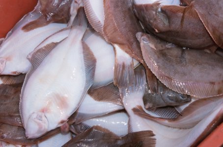  Coldiretti, pesce dal Giappone: controlli fai da te dell'etichetta