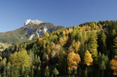 Un Libro Bianco sul futuro delle foreste italiane